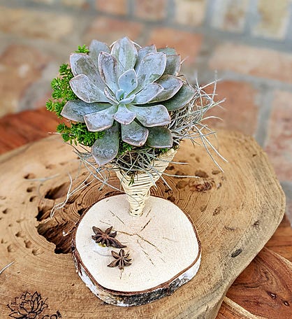 Live Blooming Succulent In A Handcrafted Vine Cone